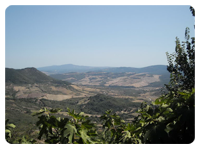 tolfa